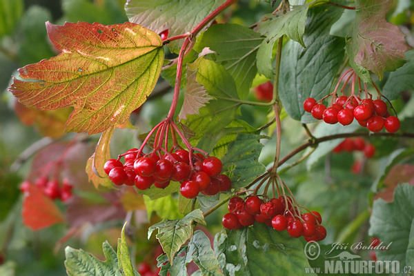 Kalina obyčajná (Viburnum opulus)