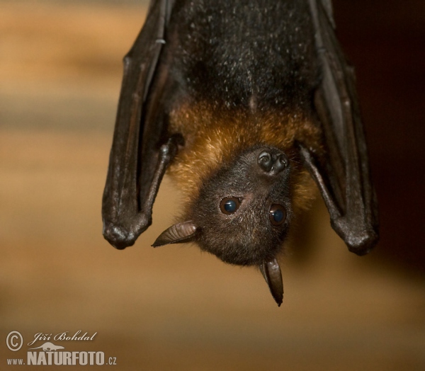 Kaloň indočínský (Pteropus hypomelanus)