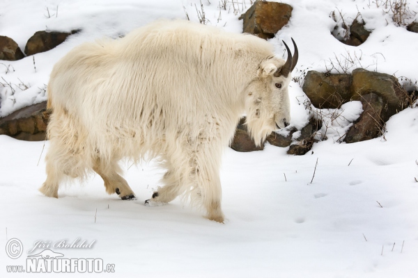 Kamzík bělák (Oreamnos americanus)