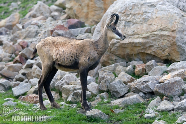 Kamzík horský (Rupicapra rupicapra)