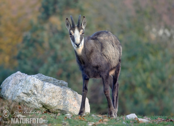 Kamzík horský (Rupicapra rupicapra)