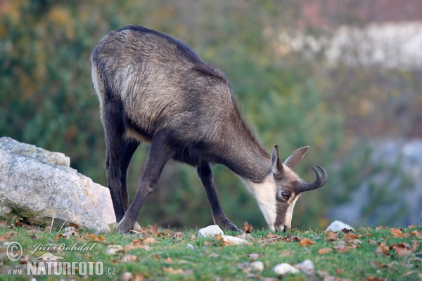 Kamzík horský (Rupicapra rupicapra)