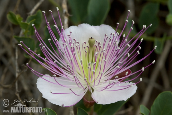 Kapara trnitá (Capparis spinosa)