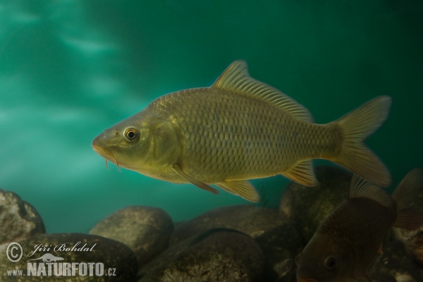 Kapor obyčajný (Cyprinus carpio)