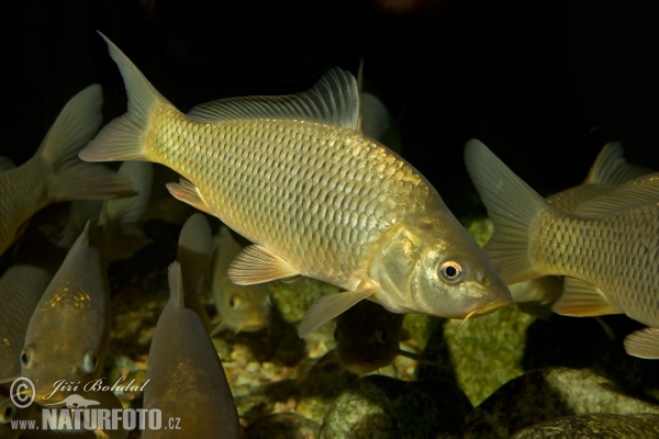 Kapor obyčajný (Cyprinus carpio)