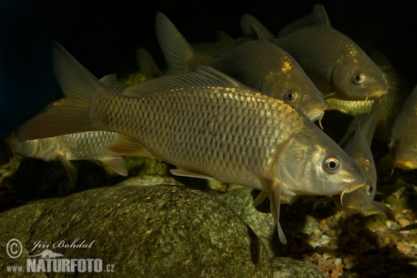 Kapor obyčajný (Cyprinus carpio)