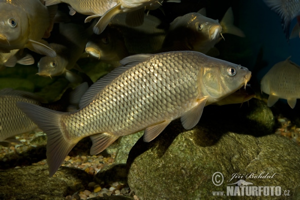 Kapor obyčajný (Cyprinus carpio)