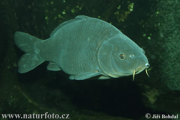 Kapor obyčajný (Cyprinus carpio)