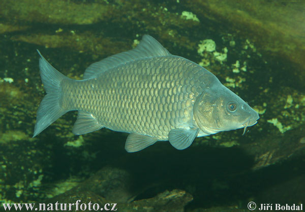 Kapor obyčajný (Cyprinus carpio)