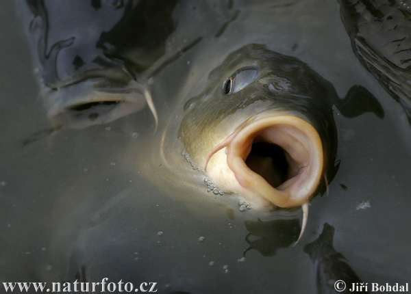 Kapor obyčajný (Cyprinus carpio)