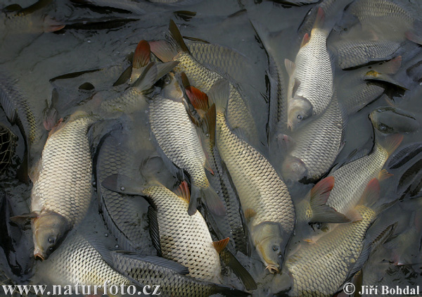 Kapor obyčajný (Cyprinus carpio)