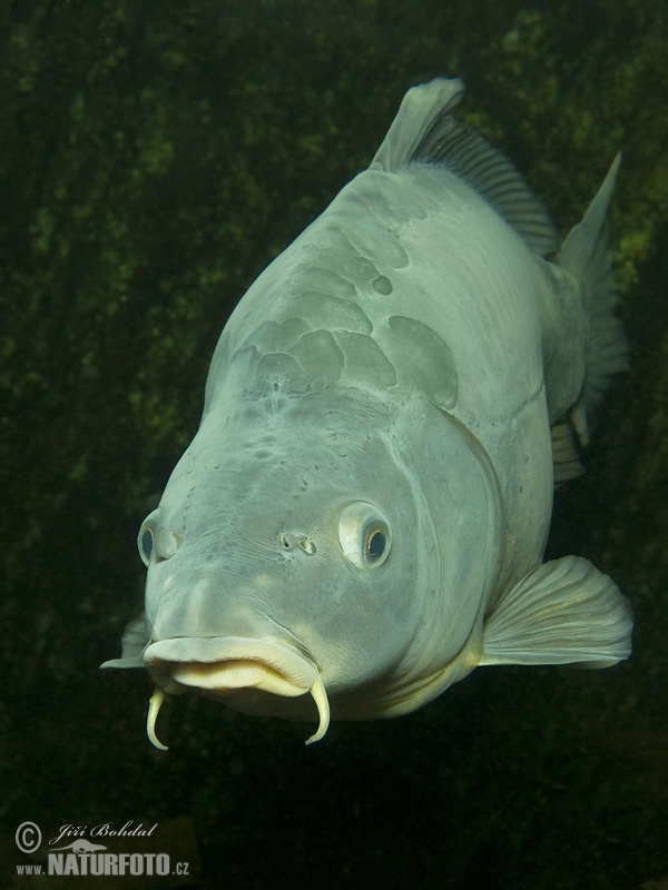 Kapor obyčajný (Cyprinus carpio)