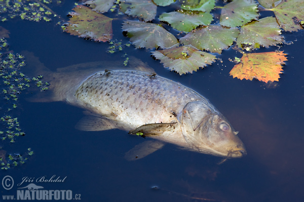 Kapor obyčajný - kadaver (Cyprinus carpio)