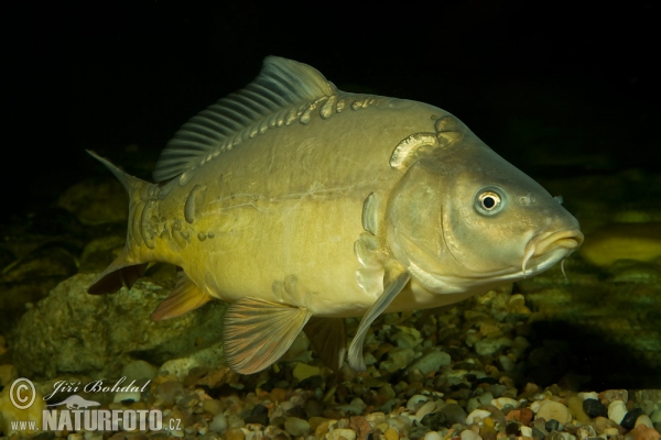 Kapr obecný (Cyprinus carpio)