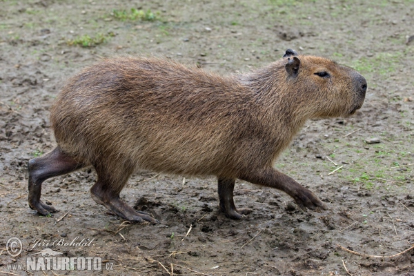 Kapybara (Hydrochoerus hydrochaeris)