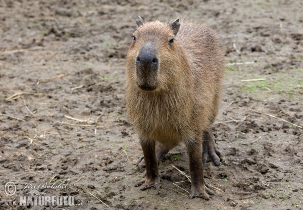 Kapybara (Hydrochoerus hydrochaeris)