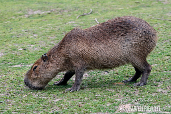 Kapybara (Hydrochoerus hydrochaeris)