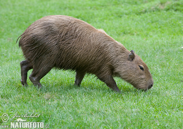 Kapybara močiarna (Hydrochoerus hydrochaeris)