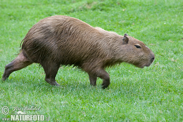 Kapybara močiarna (Hydrochoerus hydrochaeris)