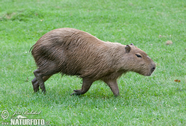 Kapybara močiarna (Hydrochoerus hydrochaeris)