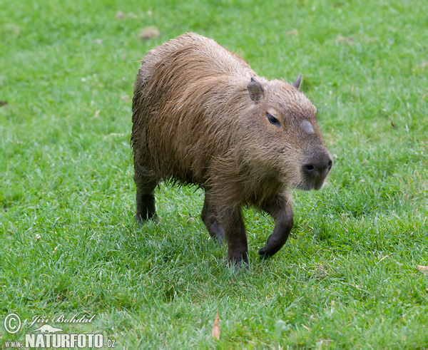 Kapybara močiarna (Hydrochoerus hydrochaeris)