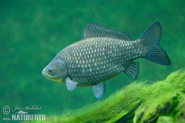 Karas stříbřitý (Carassius auratus gibelio)