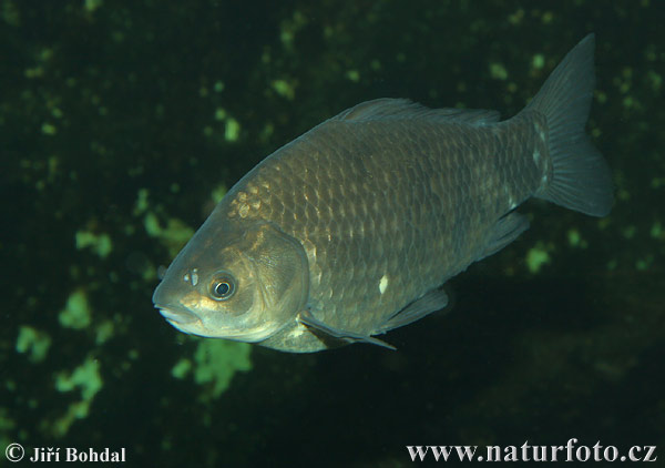 Karas striebristý (Carassius auratus gibelio)