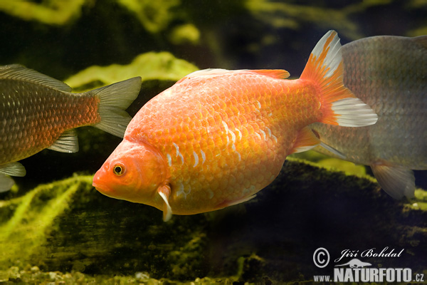 Karas striebristý (Carassius auratus auratus)