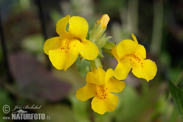 Kejklířka skvrnitá (Mimulus guttatus)