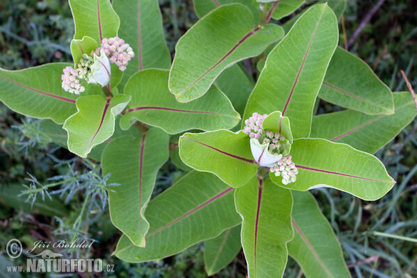 Klejicha hedvábná (Asclepias syriaca)