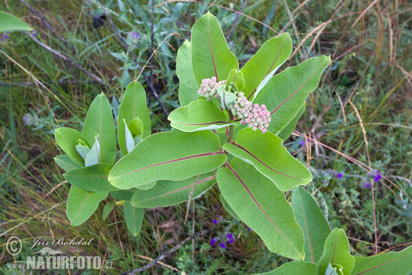 Klejicha hedvábná (Asclepias syriaca)