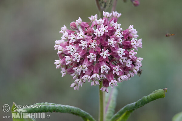 Klejicha hedvábná (Asclepias syriaca)