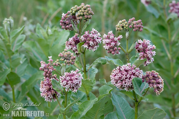 Klejicha hedvábná (Asclepias syriaca)