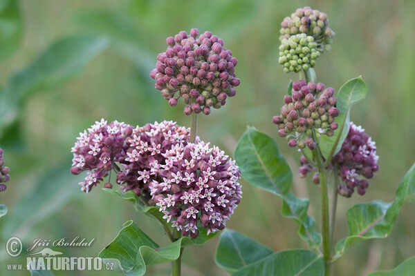 Klejicha hedvábná (Asclepias syriaca)