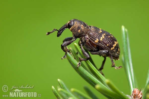 Klikoroh borový (Hylobitus abietis)