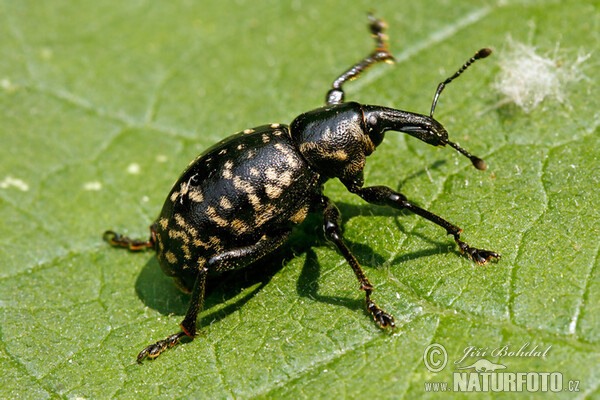 Klikoroh devětsilový (Liparus glabrirostris)