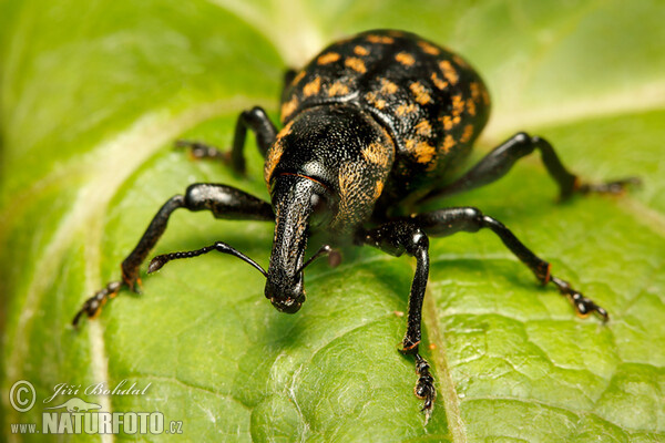 Klikoroh devětsilový (Liparus glabrirostris)