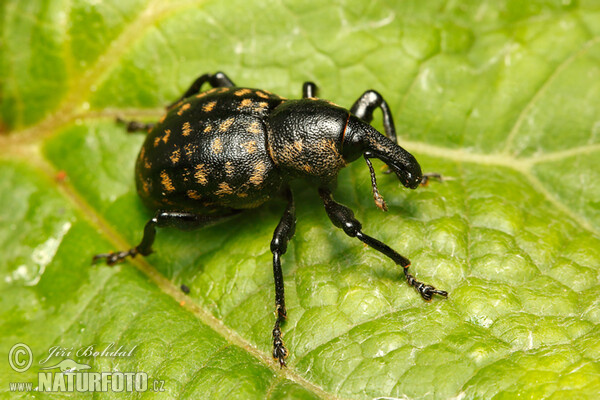 Klikoroh devětsilový (Liparus glabrirostris)