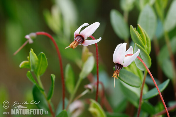 Klikva bahenní (Vaccinium oxycoccos)