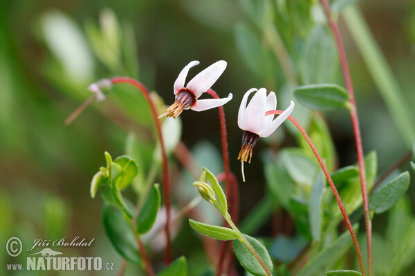 Klikva bahenní (Vaccinium oxycoccos)