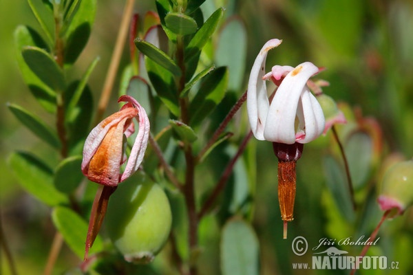 Klikva velkoplodá (Vaccinium macrocarpon)