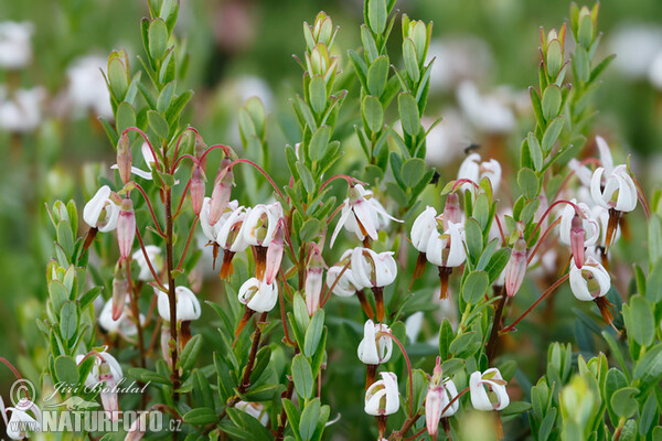 Klikva velkoplodá (Vaccinium macrocarpon)