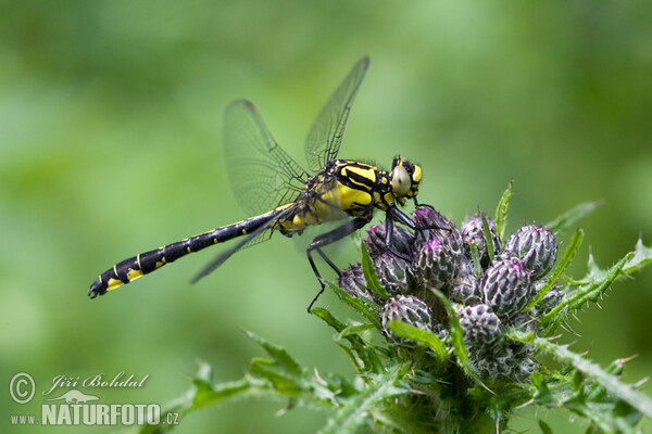 Klínatka obecná (Gomphus vulgatissimus)