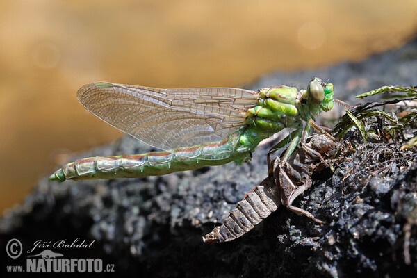 Klínatka rohatá (Ophiogomphus cecilia)