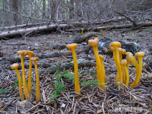 Klincovka slizká (Leotia lubrica)