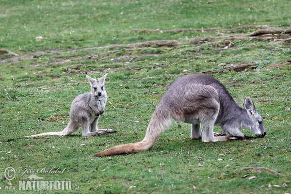 Klokan horský (Macropus robustus)