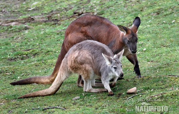 Klokan horský (Macropus robustus)