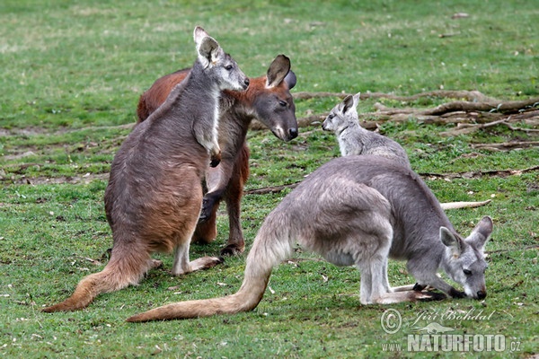 Klokan horský (Macropus robustus)