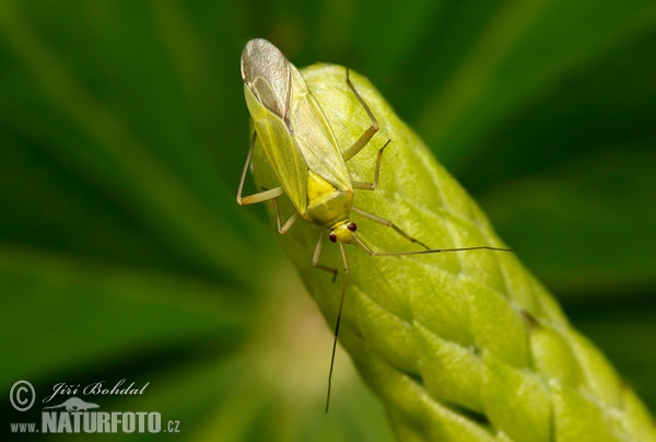 Klopuška (Adelphocoris sp.)