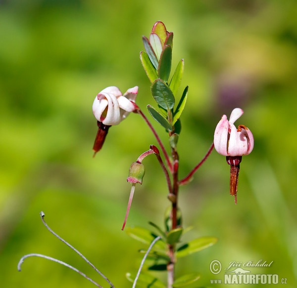 Kľukva (Vaccinium macrocarpon)